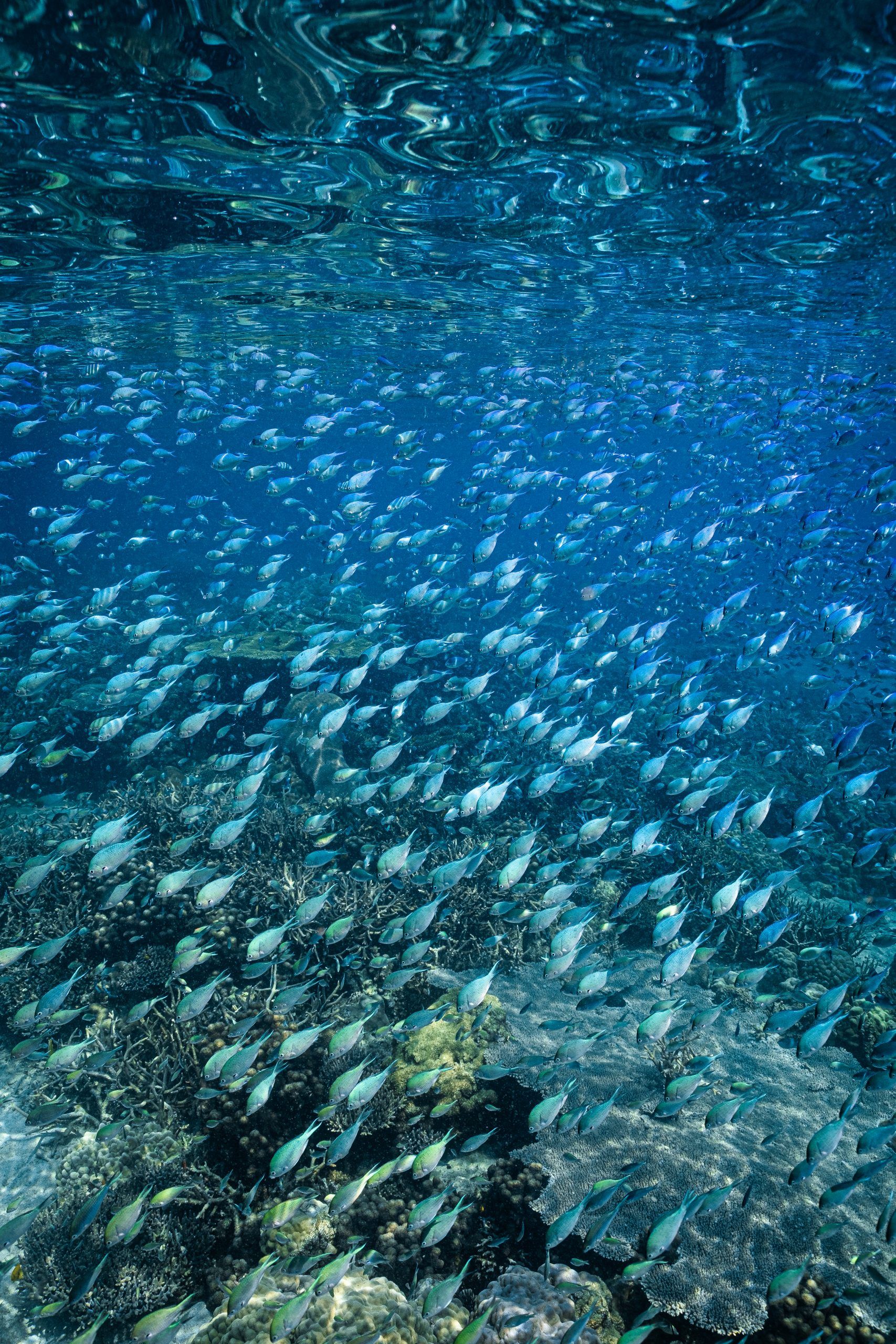 Banc de petits poissons au-dessus du récif